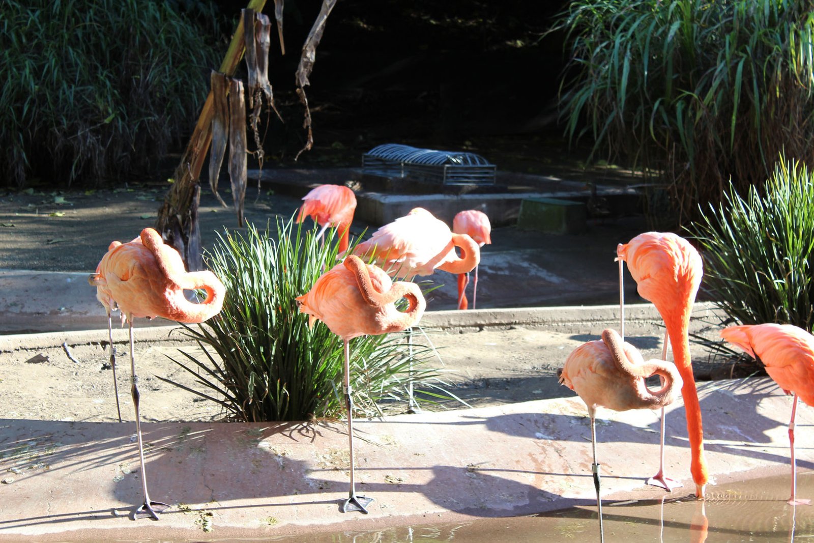 San Diego Zoo Part II 083